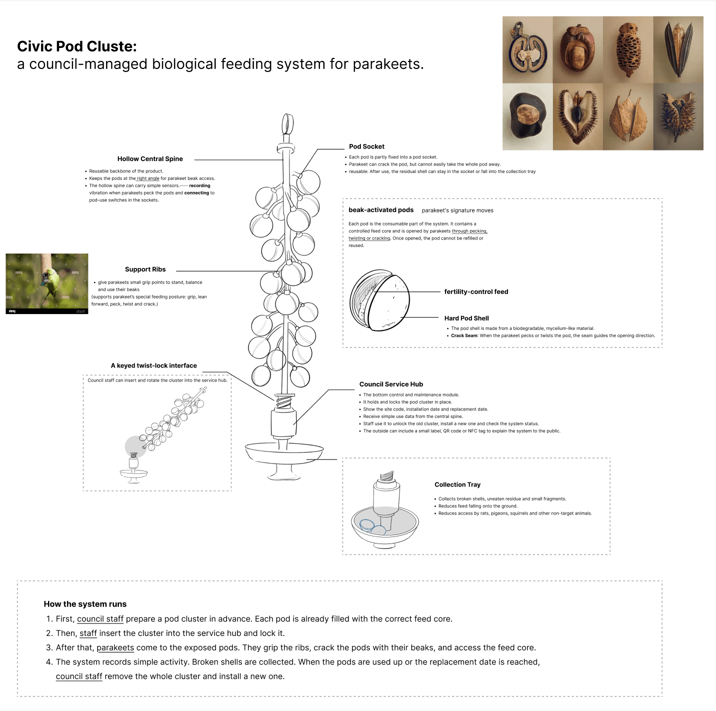 Early mapping of possible intervention directions, including feeding, nesting, habitat and public communication.