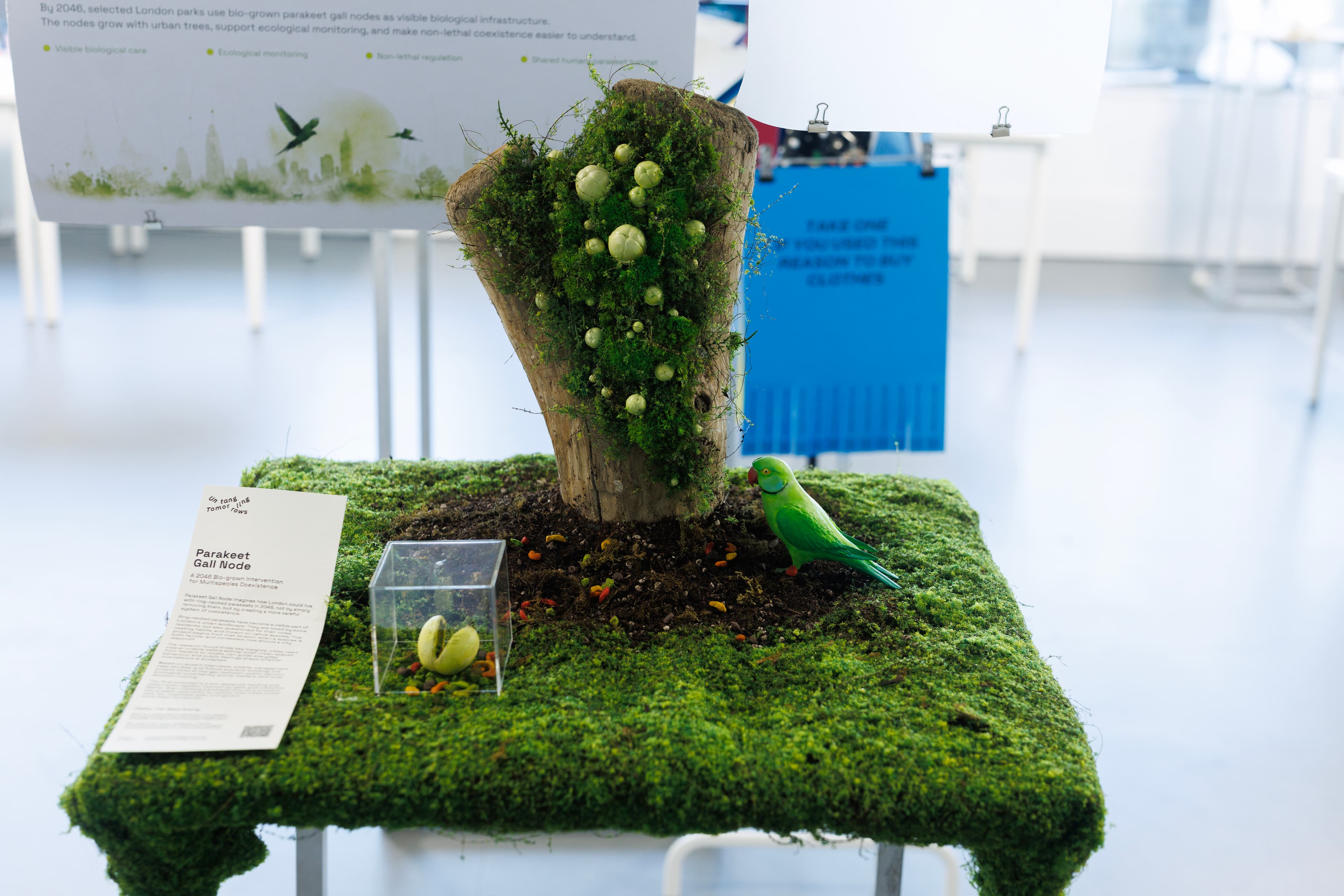 Final RCA2026 exhibition display showing the Parakeet Gall Node prototype, gall pod models and project visuals.